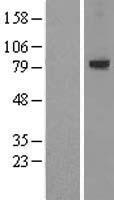 LRRN1 Human Over-expression Lysates NM_020873