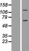 ls057639 ccdc146 human over expression lysates nm 020879 wb testing 1