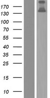 COL20A1 Human Over-expression Lysates NM_020882