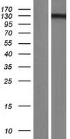 ls057646 usp28 human over expression lysates nm 020886 wb testing 1