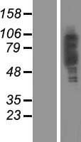 ls057664 plekha4 human over expression lysates nm 020904 wb testing 1