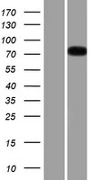 EPB41L5 Human Over-expression Lysates NM_020909