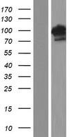 BEND3 Human Over-expression Lysates NM_001080450