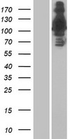 ls057674 c17orf27 rnf213 human over expression lysates nm 020954 wb testing 1