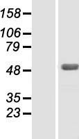 ls057684 zbtb26 human over expression lysates nm 020924 wb testing 1