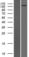 ls057685 cachd1 human over expression lysates nm 020925 wb testing 1