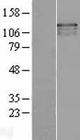 ls057695 usp37 human over expression lysates nm 020935 wb testing 1