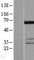 ls057696 ddx55 human over expression lysates nm 020936 wb testing 1