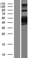 SHTN1 Human Over-expression Lysates NM_018330