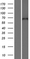 CPNE5 Human Over-expression Lysates NM_020939