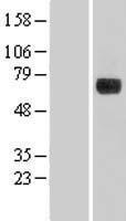 ls057706 dennd1a human over expression lysates nm 024820 wb testing 1