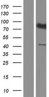 ls057709 slc7a14 human over expression lysates nm 020949 wb testing 1
