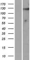 KIAA1614 Human Over-expression Lysates NM_020950