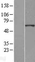 ZNF529 Human Over-expression Lysates NM_020951