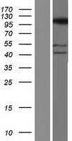 SFMBT2 Human Over-expression Lysates NM_001029880