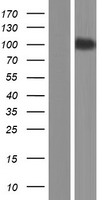 SEMA4G Human Over-expression Lysates NM_017893
