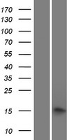 PRX Human Over-expression Lysates NM_020956