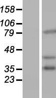 ls057717 pcdhb16 human over expression lysates nm 020957 wb testing 1