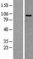 PP4R4 (PPP4R4) Human Over-expression Lysates NM_058237
