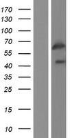 GPR107 Human Over-expression Lysates NM_001136558
