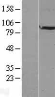 ls057795 brinp2 human over expression lysates nm 021165 wb testing 1