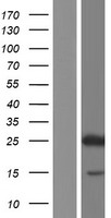 ls057801 hes4 human over expression lysates nm 021170 wb testing 2