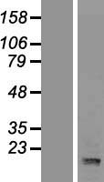 POLD4 Human Over-expression Lysates NM_021173