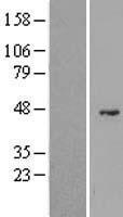 ls057818 g6pc2 human over expression lysates nm 021176 wb testing 1
