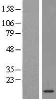 LSM2 Human Over-expression Lysates NM_021177