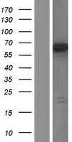 GRHL3 Human Over-expression Lysates NM_021180