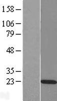 RAP2C Human Over-expression Lysates NM_021183