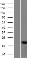 ls058160 nfe4 human over expression lysates nm 001085386 wb testing 1