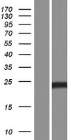 PHR1 (PLEKHB1) Human Over-expression Lysates NM_001130035