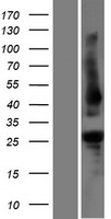 PHR1 (PLEKHB1) Human Over-expression Lysates NM_021200