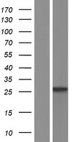 ls058475 ms4a7 human over expression lysates nm 021201 wb testing 2