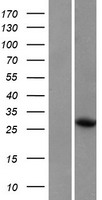 ls058480 wrch1 rhou human over expression lysates nm 021205 wb testing 1