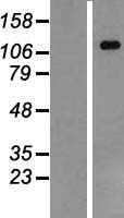 CARD12 (NLRC4) Human Over-expression Lysates NM_021209