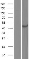 FAM108C1 (ABHD17C) Human Over-expression Lysates NM_021214