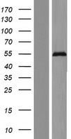 ZNF71 Human Over-expression Lysates NM_021216