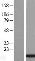 ls058493 c9orf80 inip human over expression lysates nm 021218 wb testing 1