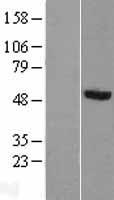 PRUNE (PRUNE1) Human Over-expression Lysates NM_021222