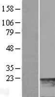 ls058498 myl7 human over expression lysates nm 021223 wb testing 1
