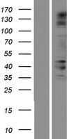 CACTIN Human Over-expression Lysates NM_001080543