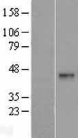 DNASE2B Human Over-expression Lysates NM_021233