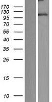 SAPAP3 (DLGAP3) Human Over-expression Lysates NM_001080418