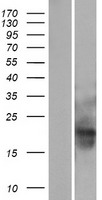 MID1IP1 Human Over-expression Lysates NM_001098790