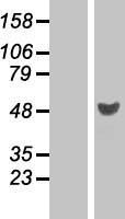 RRAGD Human Over-expression Lysates NM_021244