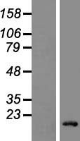 ls058530 ly6g6d human over expression lysates nm 021246 wb testing 1