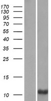 ls058531 prm3 human over expression lysates nm 021247 wb testing 1