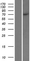 ls058538 mpp4 human over expression lysates nm 033066 wb testing 1